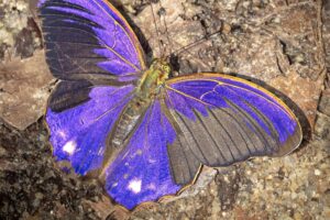 ビロードムラサキタテハ-Terinos terpander