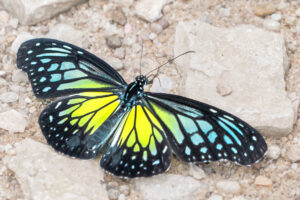 キシタマダラ-ウスキヒメアサギマダラ-Parantica aspasia