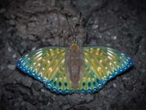 スミナガシ-Dichorragia nesimachus