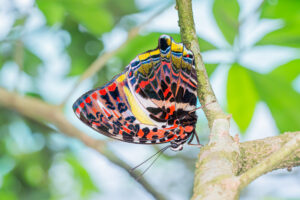 ヤイロタテハ-Agatasa calydonia