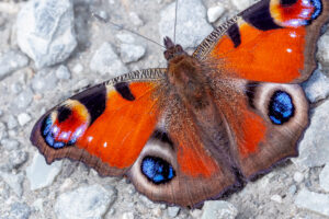 クジャクチョウ-Inachis io