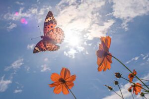 ツマグロヒョウモン-Argyreus hyperbius