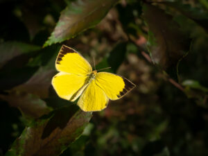 ツマグロキチョウ-Eurema laeta