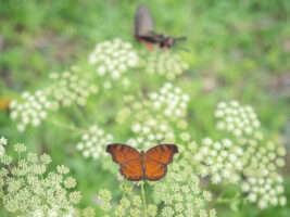 イワサキタテハモドキ-Junonia hedonia
