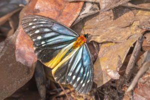 オオクビワチョウ-Calinaga sudassana