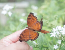 イワサキタテハモドキ-Junonia hedonia