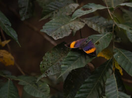 コノハチョウ-Kallima inachus