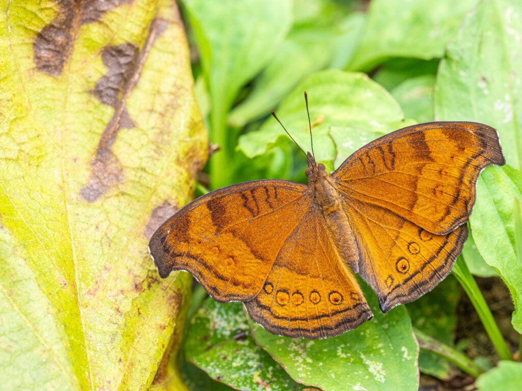 イワサキタテハモドキ-Junonia hedonia