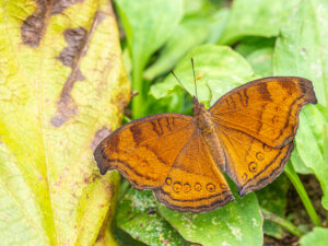 イワサキタテハモドキ-Junonia hedonia