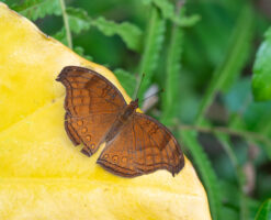 イワサキタテハモドキ-Junonia hedonia