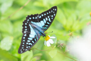 ミカドアゲハ-Graphium doson