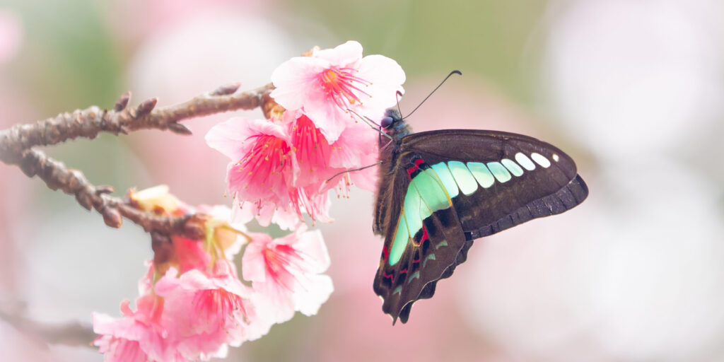 アオスジアゲハ-Graphium sarpedon