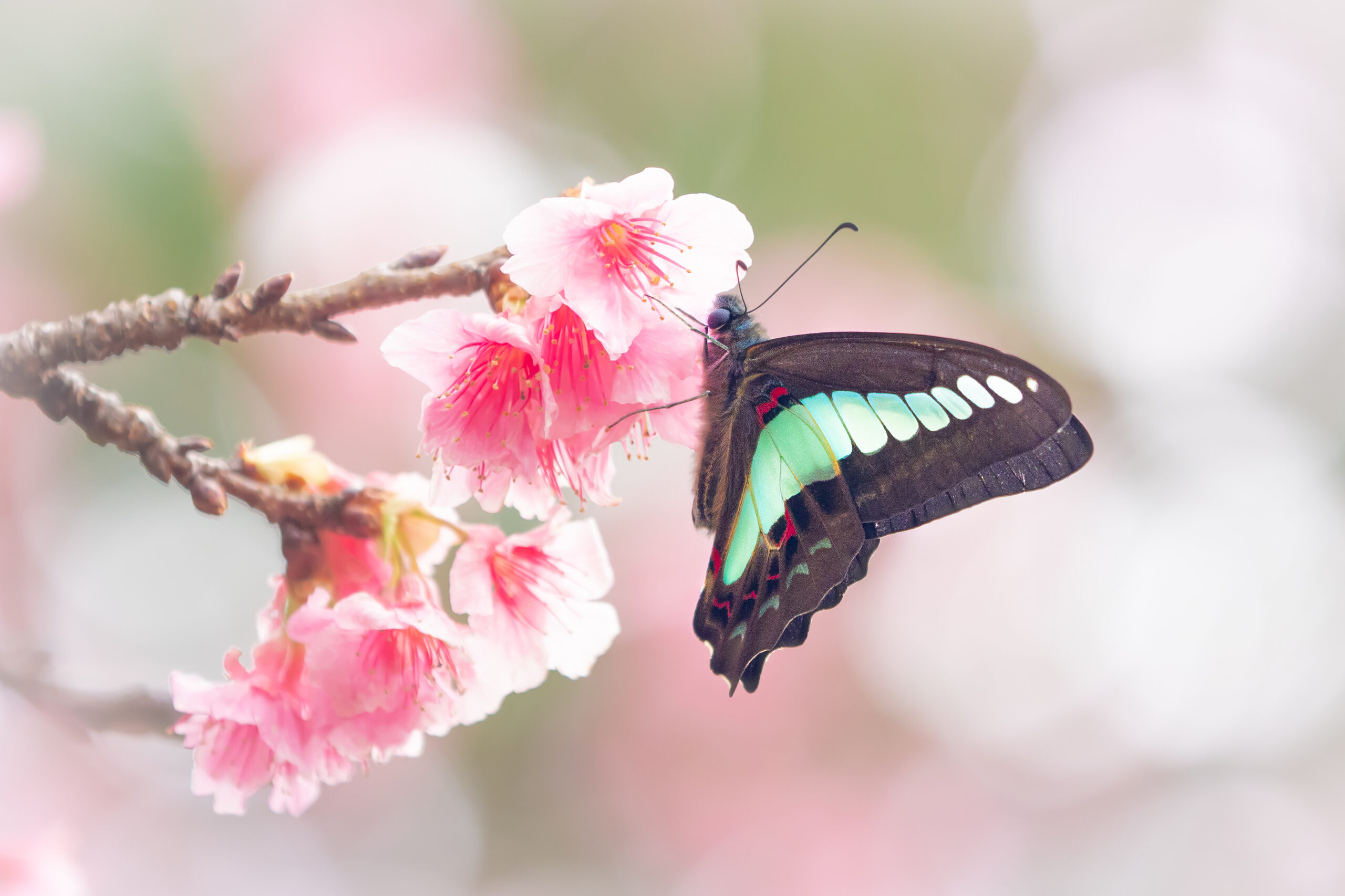 アオスジアゲハ-Graphium sarpedon