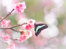 アオスジアゲハ-Graphium sarpedon