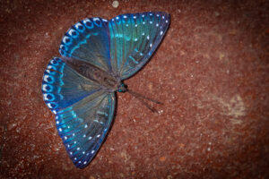 シロヘリスミナガシ-Stibochiona nicea