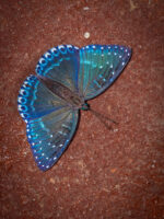 シロヘリスミナガシ-Stibochiona nicea