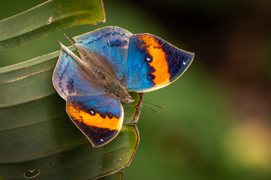 コノハチョウ-Kallima inachus