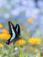 アオスジアゲハ-Graphium sarpedon