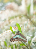 アオスジアゲハ-Graphium sarpedon