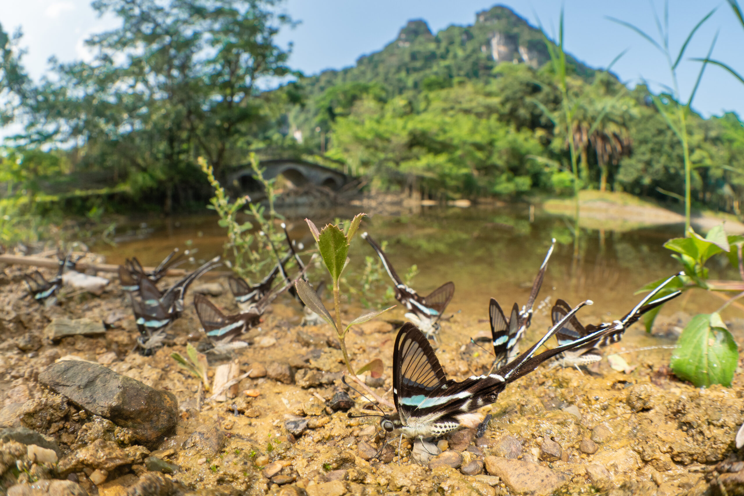 スソビキアゲハ