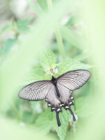 ジャコウアゲハ-Atrophaneura alcinous