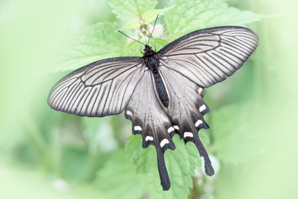 ジャコウアゲハ-Atrophaneura alcinous