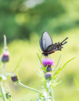 ジャコウアゲハ-Atrophaneura alcinous
