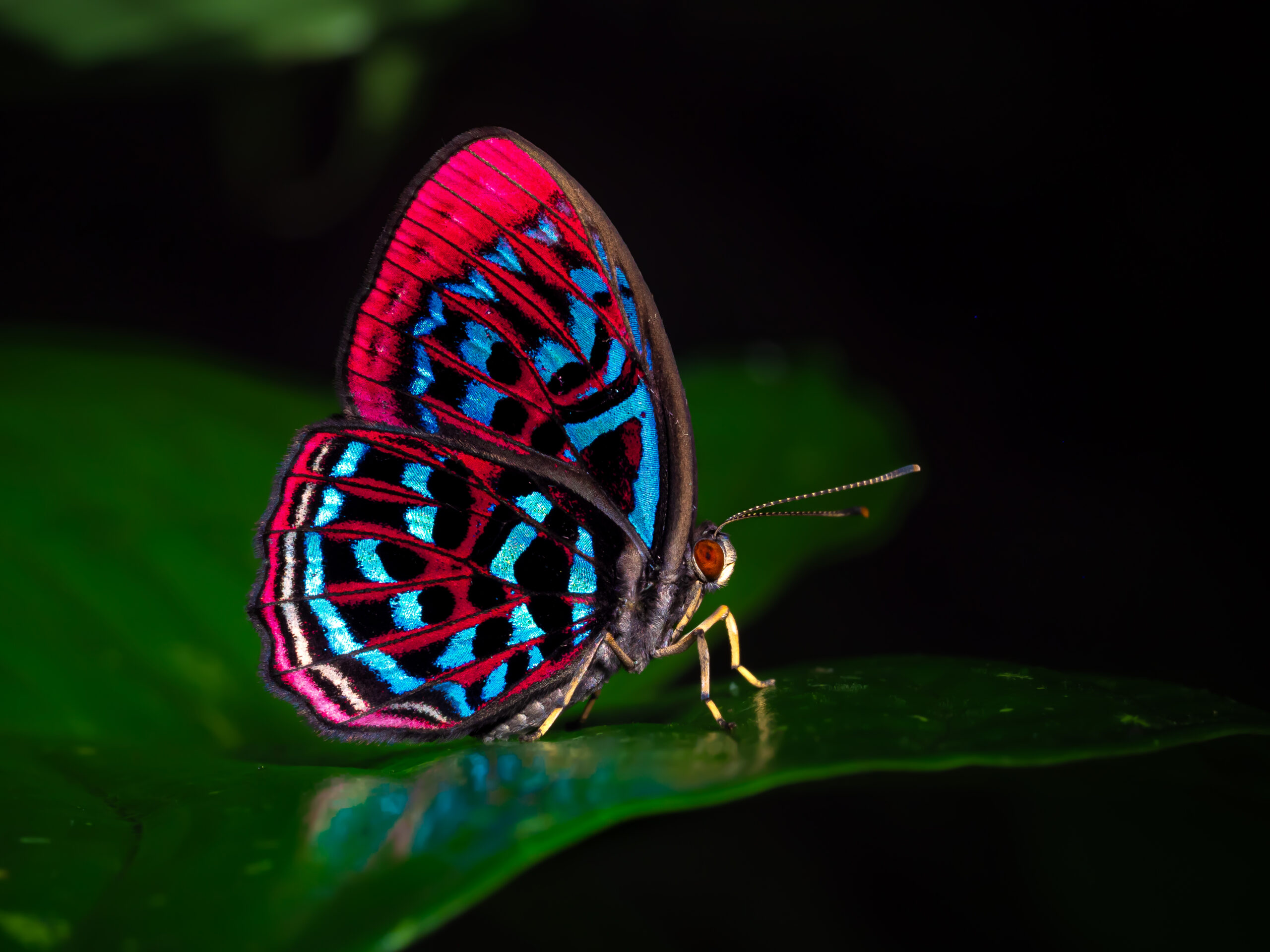 マレーホウセキシジミタテハ