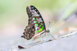 コモンタイマイ-Graphium agamemnon