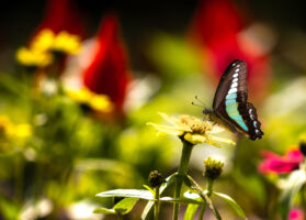 アオスジアゲハ-Graphium sarpedon