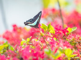 アオスジアゲハ-Graphium sarpedon