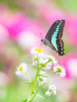 アオスジアゲハ-Graphium sarpedon