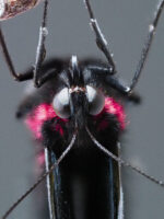 ジャコウアゲハ-Atrophaneura alcinous