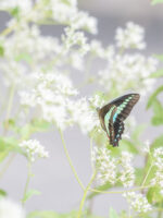 アオスジアゲハ-Graphium sarpedon