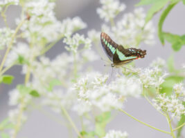 アオスジアゲハ-Graphium sarpedon