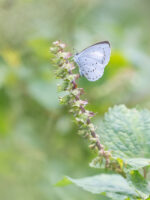 サツマシジミ-Udara albocaerule