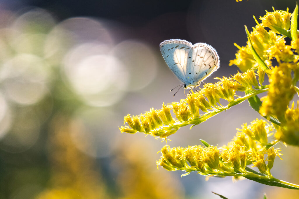 サツマシジミ-Udara albocaerule