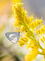 サツマシジミ-Udara albocaerule