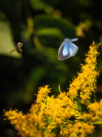 サツマシジミ-Udara albocaerule