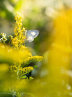 サツマシジミ-Udara albocaerule