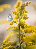 サツマシジミ-Udara albocaerule