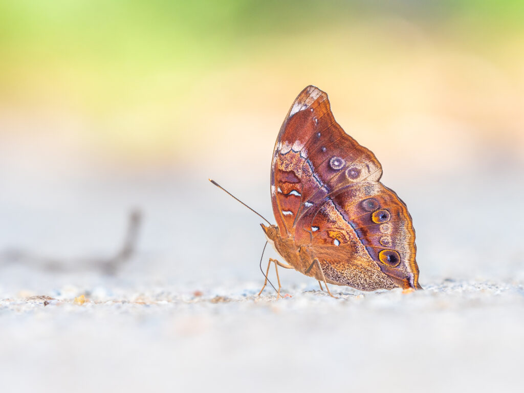 イワサキコノハ-Doleschallia polibeta