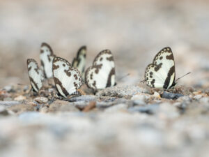 マノブスシロサカハチシジミ-Caleta manovus