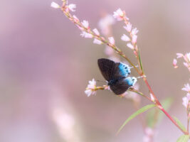 キアナウラフチベニシジミ-Heliophorus kiana