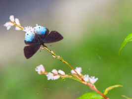 キアナウラフチベニシジミ-Heliophorus kiana