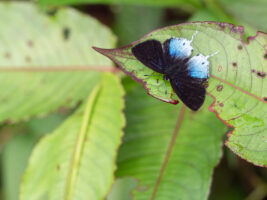 キアナウラフチベニシジミ-Heliophorus kiana