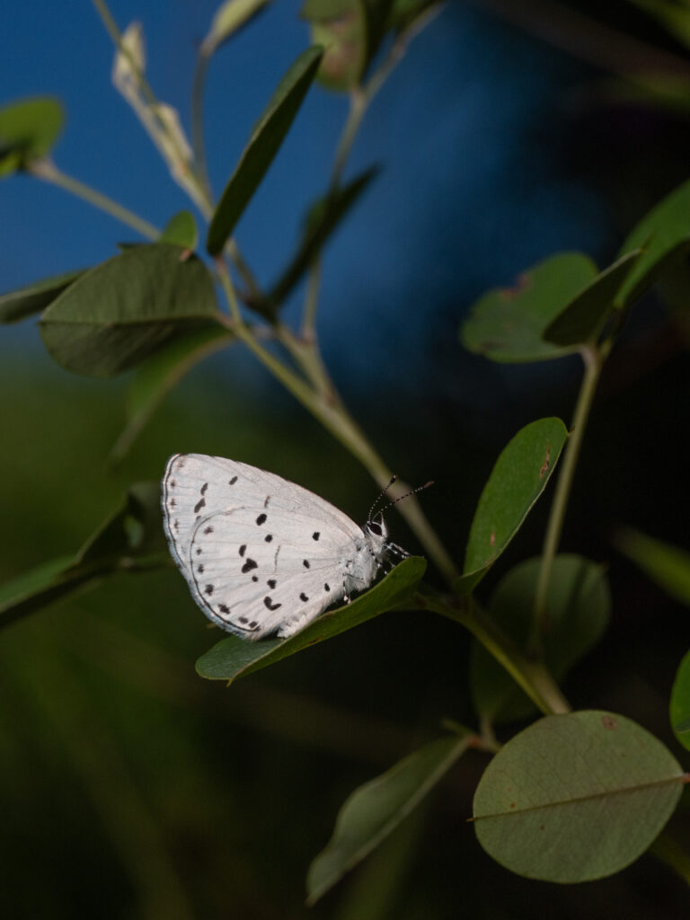 サツマシジミ-Udara albocaerulea
