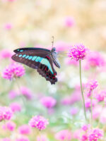 アオスジアゲハ-Graphium sarpedon