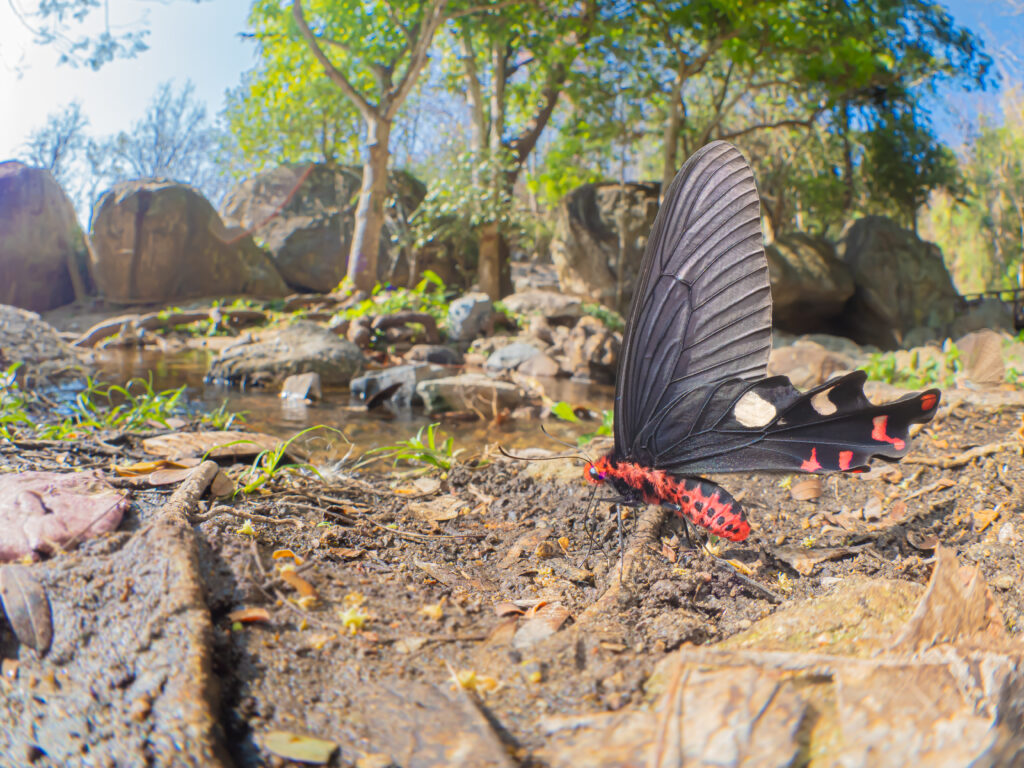 ダサラダベニモンアゲハ-Byasa dasarada