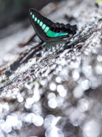 アオスジアゲハ-Graphium sarpedon